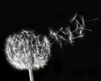 Dandelion Blowing Black And White Seeds