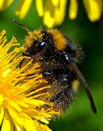 Busy By Biffobear Caedes Desktop Wallpaper