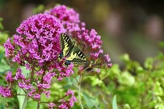 Buddleja Butterflies Butterfly Colors Flowers Schmetterling