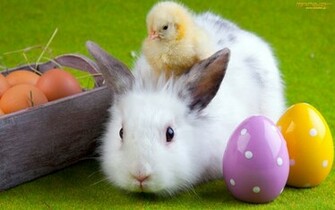 Easter Pictures Bunny Wallpaper Funny And Cute