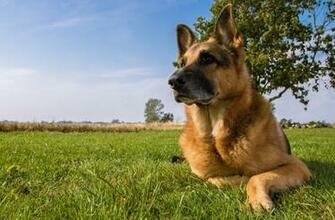 Wallpaper German Shepherd Dog Meadow