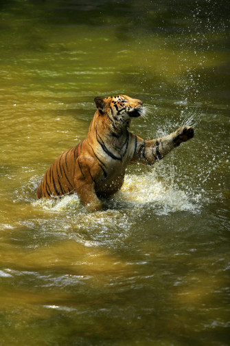 Top Tiger iPhone Wallpaper Full HD 4k To Use