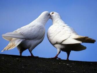 Wallpaper White Dove
