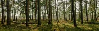 Forest Dual Monitor HD Desktop Wallpaper Widescreen High