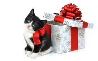 Black Christmas Cat Gifts HD Wallpaper Stylish