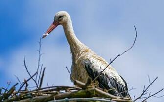 White Stork Computer Wallpaper Desktop Background