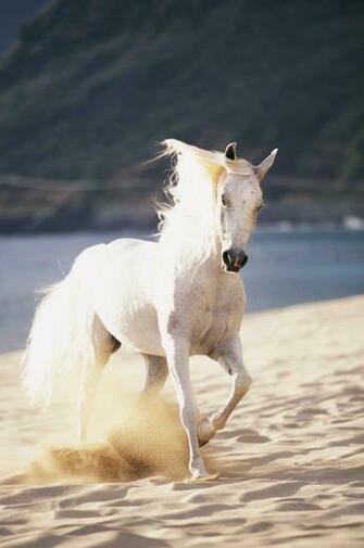 White Horse On The Beach Wall Mural Wallsauce Us