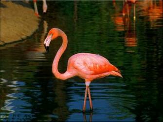 Flamingo Wallpaper Background