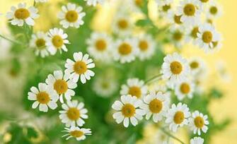 Spring Wallpaper For iPad