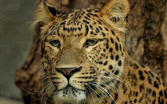 Big Cat Meditating Wallpaper Stock Photos