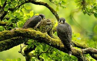 Peregrine Falcon HD Wallpaper X