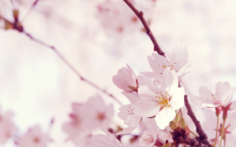 Sakura Pc Wallpaper