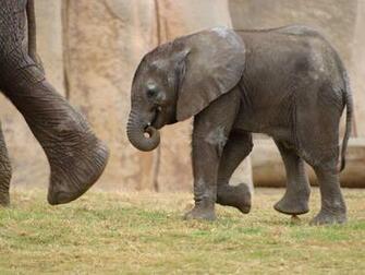 Baby African Elephants Wallpaper