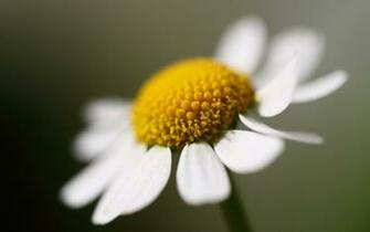 White Daisy Wallpaper Colors