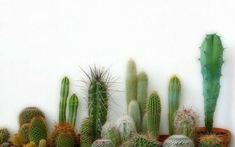 Cactus Wallpaper Pc Beautiful Nice