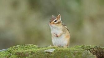 Squirrel Sentry Wallpaper HD Background