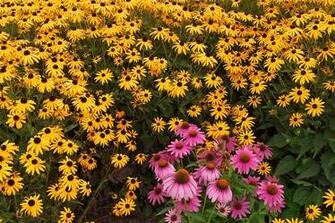 Beautiful Flower Garden Forest Cool Wallpaper Wonderful