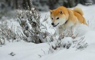 Shiba Inu Wallpaper