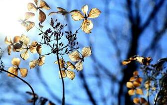 Hydrangea HD Wallpaper Magazine