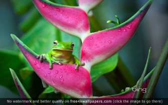 Frog 4k Wallpaper For Your Desktop Or Mobile Screen And Easy