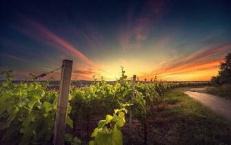 Vineyard Wallpaper