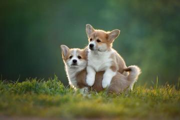 Puppy HD Wallpaper By Svetlana Pisareva