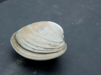 A Huge Clam Shell Covered In Barnacles And Oysters Sits On Wallpaper