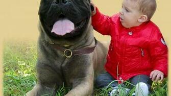 Cute Bullmastiff Wallpaper Hq Desktop