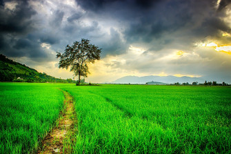 Nature Background Picture Wallpaper