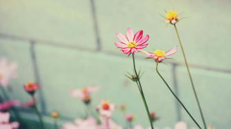 Daisy Aesthetic Computer Wallpaper