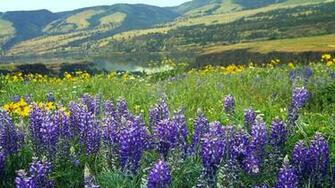 Mountains Landscapes Nature Flowers Tom Oregon Wallpaper Background
