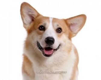 Corgi Dogs And Pembroke Welsh Puppies No Wallpaper