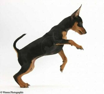 Share To Labels Miniature Pinscher