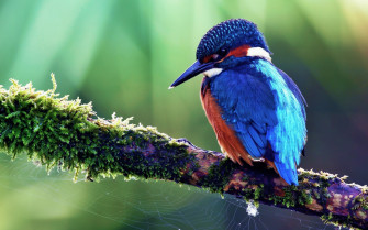 Bird Wallpaper