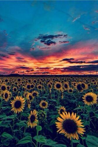 Sunflower Sunset Background Wallpaper Imagens Papel De