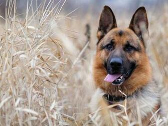 German Shepherd Funny Face Wallpaper