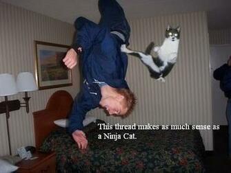 Ninja Cat Funny And Cute Cats Gallery