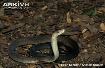 Mixed Science Africa S Most Dangerous Snakes