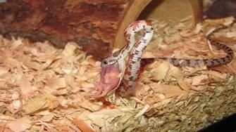 Image Of Corn Snake