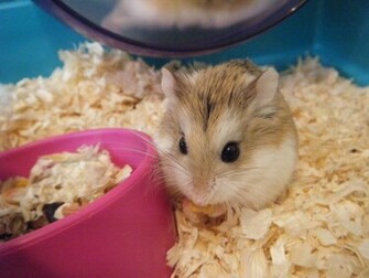 Hamsters Achtergronden Dieren HD Hamster Wallpaper Foto Jpg