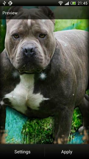 Pitbull Livewallpaper For Android Apk