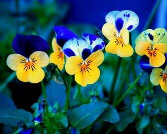 Spring Flowers Desktop Pc And Mac Wallpaper