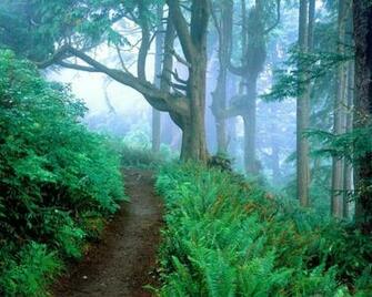Walk In The Woods Wallpaper HD