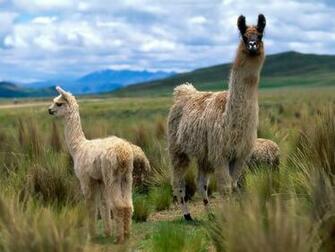 Funny Llama Wallpaper For Desktop2