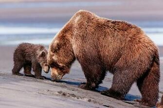 Bears Wild Mammals Wallpaper