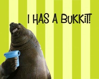 Walrus Wallpaper