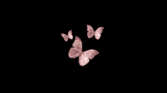 Butterfly Laptop Wallpaper Background Latar Belakang