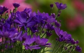 In One Lovely Desktop Mobile Wallpaper Purple Violet