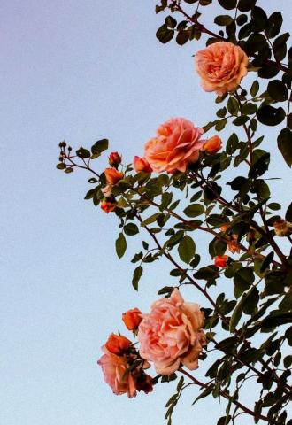 Aesthetic Flower Wallpaper On