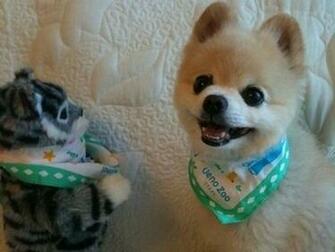 Funny Pomeranian Baby Wallpaper Pictures